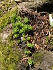 Sedum