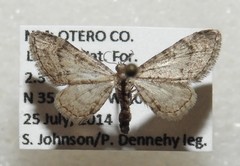 Eupithecia huachuca