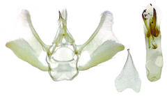 Eupithecia pertusata