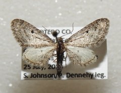Eupithecia pertusata