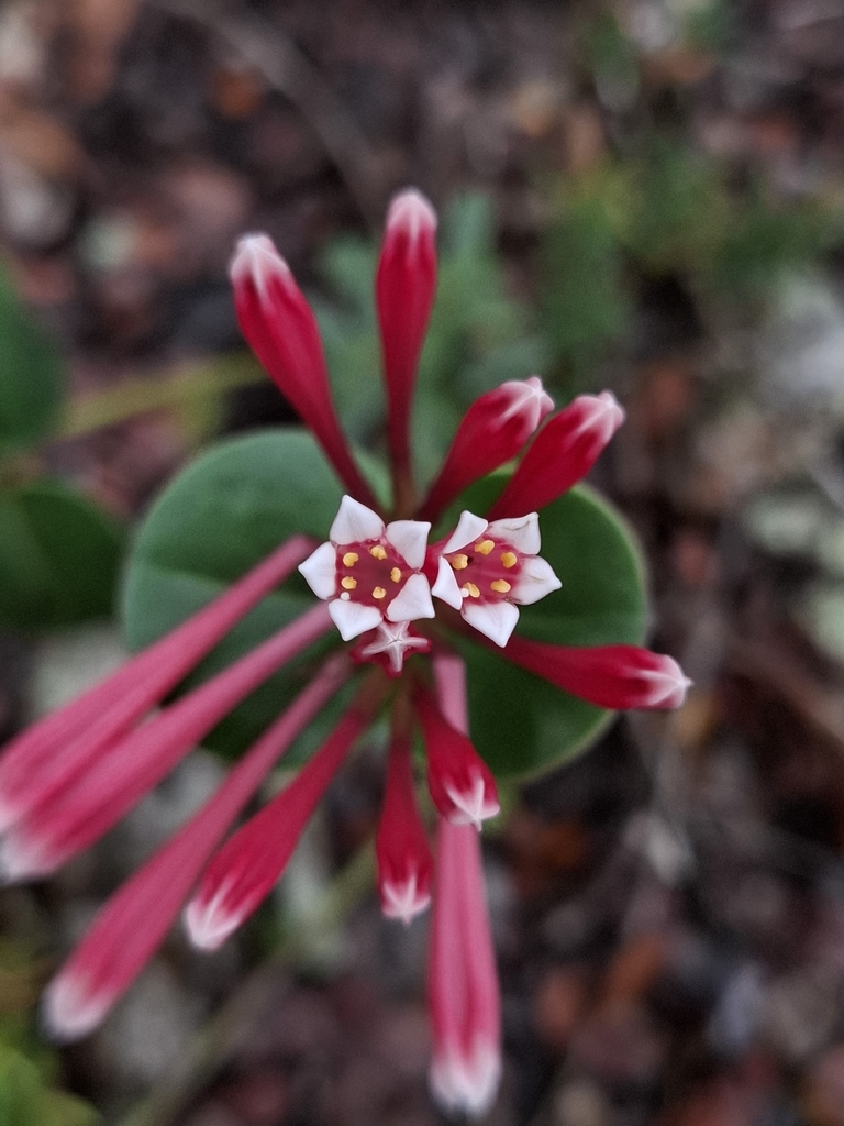 Spigelia kuhlmannii
