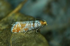 Pseudococcyx turionella