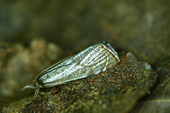 Thisanotia chrysonuchella