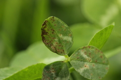 Pseudopeziza trifolii