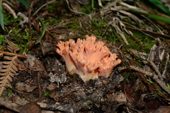 Ramaria anziana