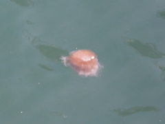 Cyanea nozakii