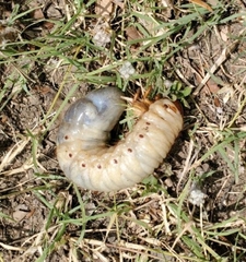 Dynastes tityus
