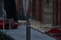 Larus canus
