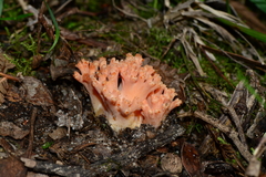 Ramaria anziana