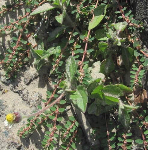 Tridax procumbens