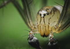 Oxyopes javanus