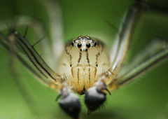 Oxyopes javanus