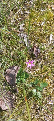 Rosy sandcrocus