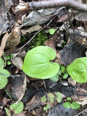 Maianthemum bifolium