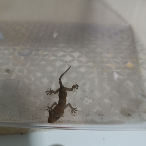 Tropical House Gecko