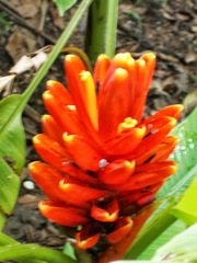 Musa coccinea