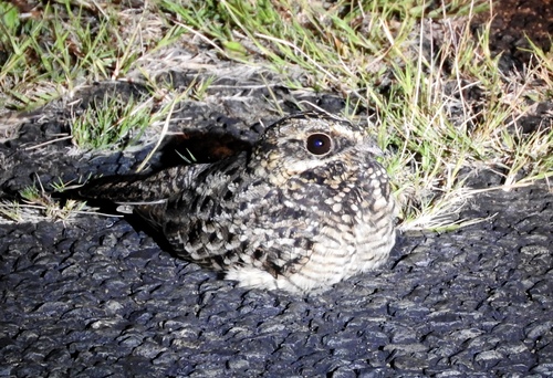 Swamp Nightjar (Caprimulgus natalensis), photo 8