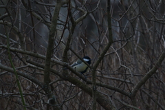 Parus major