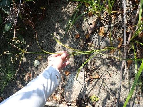 Scirpus microcarpus, photograph 3