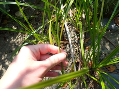 Scirpus microcarpus, photograph author not stated, no rights reserved