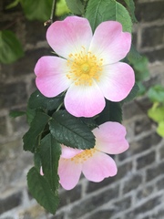 Rosa canina