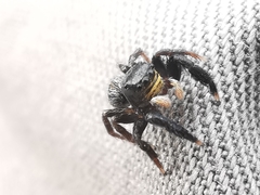 Euophrys herbigrada