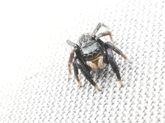 Euophrys herbigrada