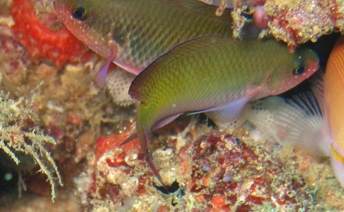 Fusilier damselfish (Lepidozygus tapeinosoma) — Pomacentridae