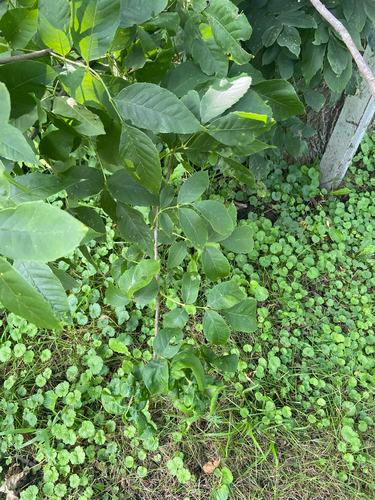 green ash