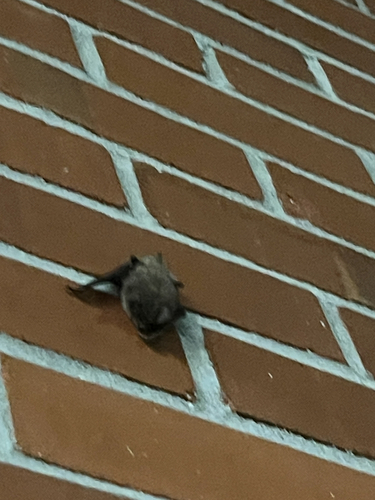 ナントウホオヒゲコウモリ