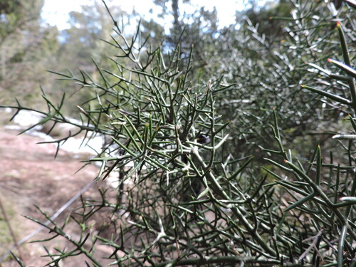 Colletia hystrix, photograph 2