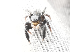 Euophrys herbigrada