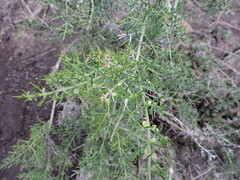 Colletia hystrix