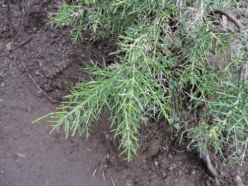Colletia hystrix, photograph 1