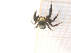 Euophrys herbigrada
