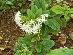Clerodendrum calamitosum