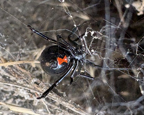 Western Black Widow