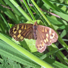 Pararge aegeria