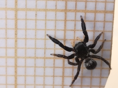 Euophrys herbigrada