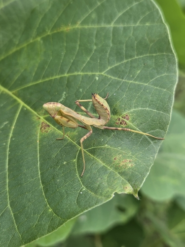Giant Asian Mantis