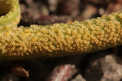 Puccinia komarovii