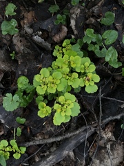 Chrysosplenium alternifolium