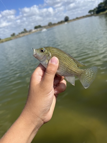Redbelly Tilapia