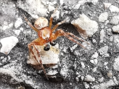 Araneus sturmi