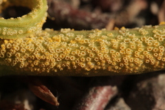 Puccinia komarovii