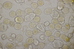 Puccinia komarovii