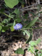 Evolvulus arizonicus, photograph (c) Cheng-Te Hsu, some rights reserved (CC BY)