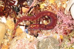 Pholis gunnellus