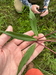 Helianthus giganteus, photograph (c) Kevin Speray, some rights reserved (CC BY)