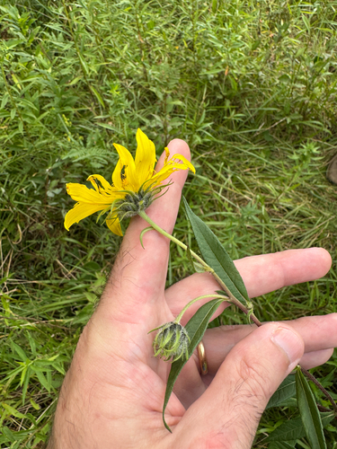 Helianthus giganteus, photograph 5